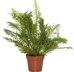 Dubbelloof (Blechnum) D 17 H 50 Cm