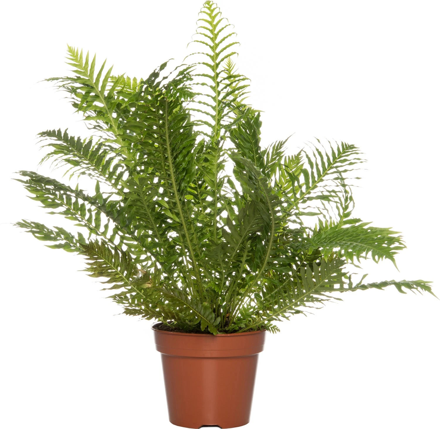 Dubbelloof (Blechnum) D 17 H 50 Cm 3 Dubbelloof (Blechnum) D 17 H 50 Cm
