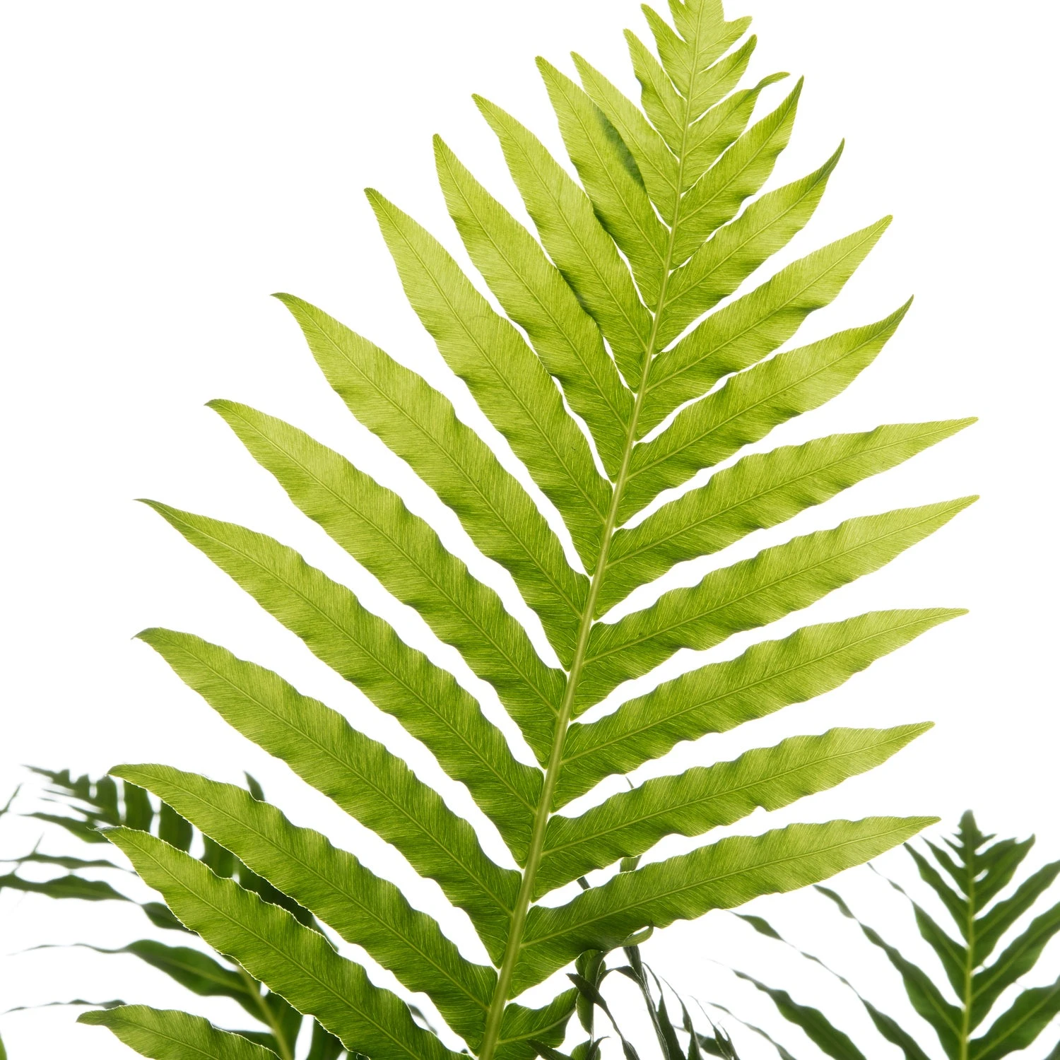 Dubbelloof (Blechnum) D 17 H 50 Cm 4 Dubbelloof (Blechnum) D 17 H 50 Cm - Afbeelding 2