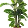 Calathea (Calathea Zebrina) D 19 H 75 Cm -Groene Tuin Winkel 8717191039277