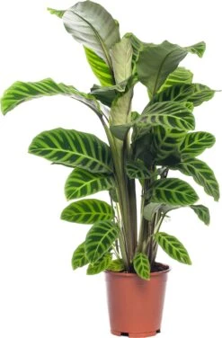 Calathea (Calathea Zebrina) D 19 H 75 Cm