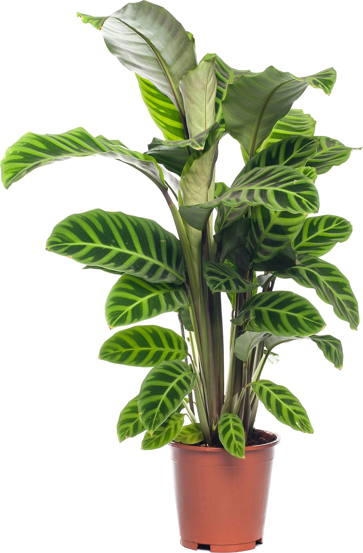 Calathea (Calathea Zebrina) D 19 H 75 Cm 3 Calathea (Calathea Zebrina) D 19 H 75 Cm