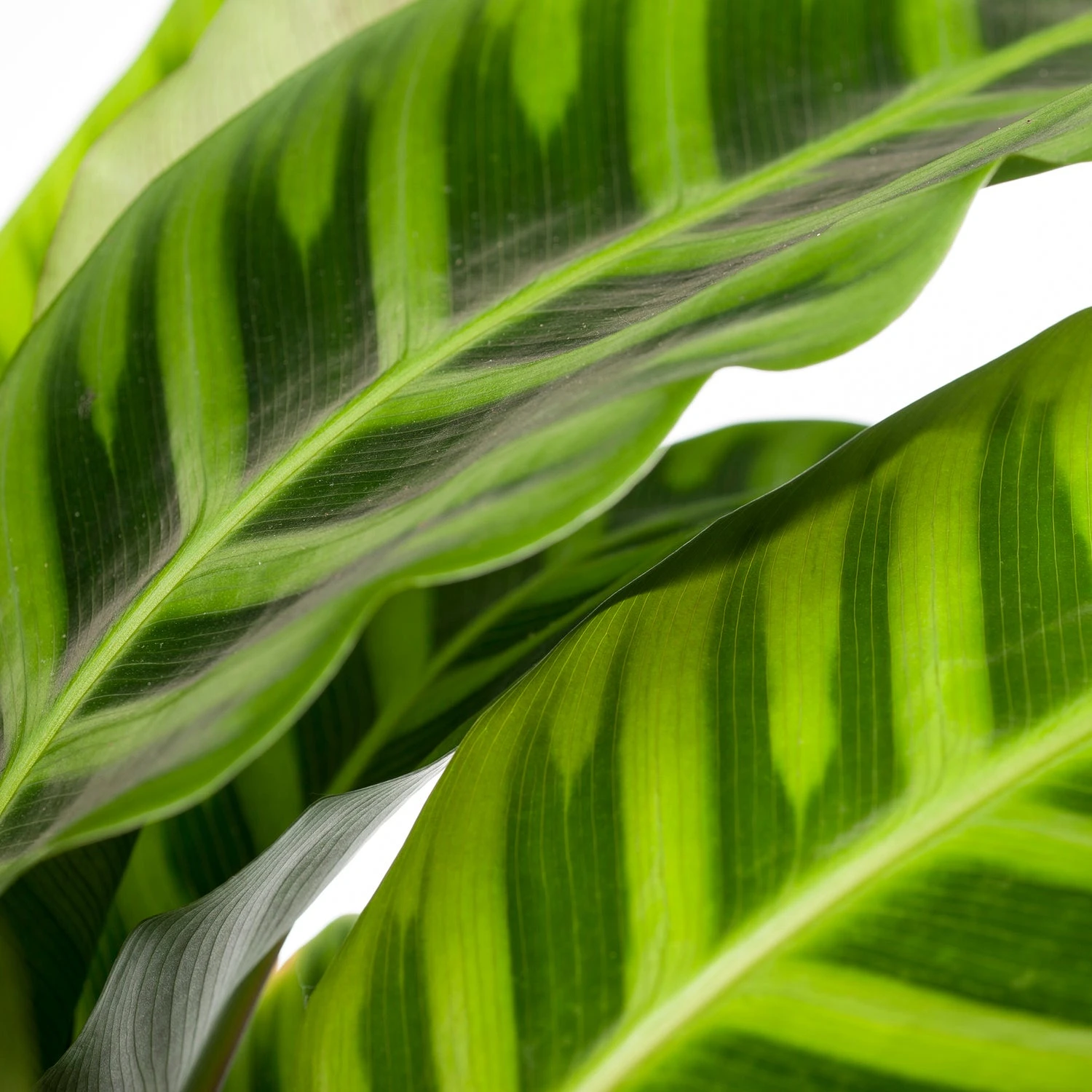 Calathea (Calathea Zebrina) D 19 H 75 Cm 4 Calathea (Calathea Zebrina) D 19 H 75 Cm - Afbeelding 2