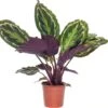 Calathea (Calathea 'Medallion') D 14 H 40 Cm -Groene Tuin Winkel 8717191039468 2 1 2