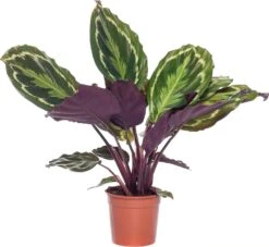 Calathea (Calathea 'Medallion') D 14 H 40 Cm