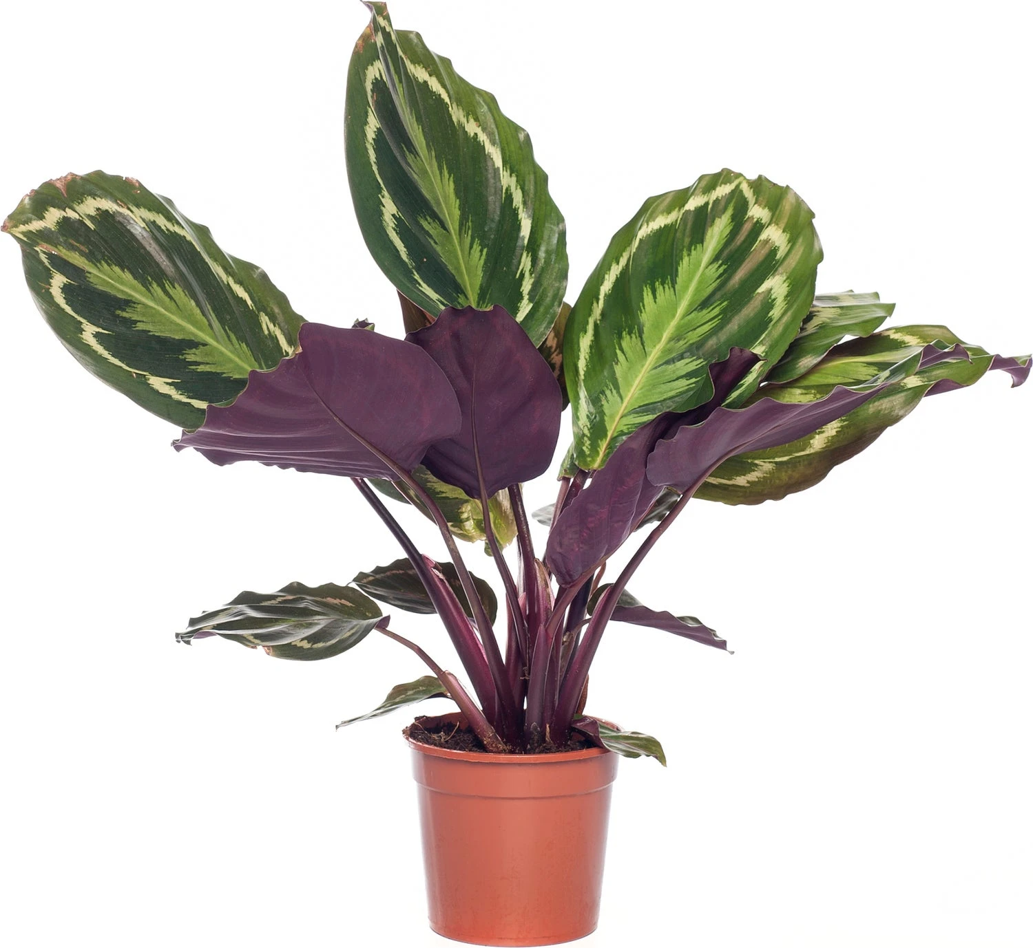 Calathea (Calathea 'Medallion') D 14 H 40 Cm 3 Calathea (Calathea 'Medallion') D 14 H 40 Cm