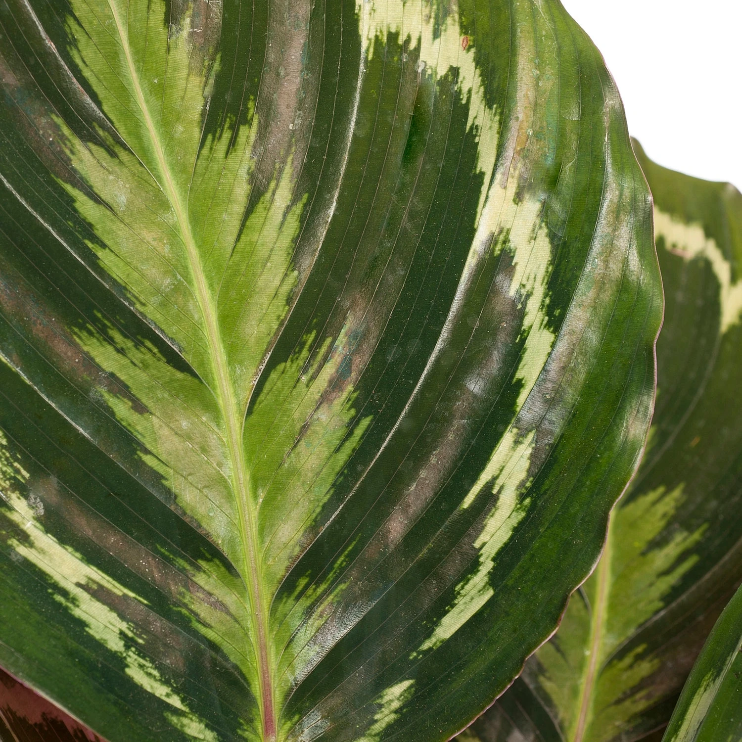 Calathea (Calathea 'Medallion') D 14 H 40 Cm 4 Calathea (Calathea 'Medallion') D 14 H 40 Cm - Afbeelding 2