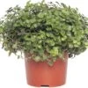 Schildpadplant (Callisia 'Turtle') D 10,5 H 15 Cm 2 Schildpadplant (Callisia 'Turtle') D 10,5 H 15 Cm -Groene Tuin Winkel 8717191039536 3 1
