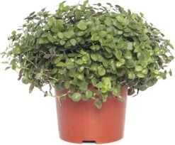 Schildpadplant (Callisia 'Turtle') D 10,5 H 15 Cm