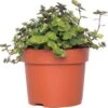 Schildpadplant (Callisia Repens) D 12 H 15 Cm 2 Schildpadplant (Callisia Repens) D 12 H 15 Cm -Groene Tuin Winkel 8717191039543 0