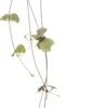 Lantaarnplantje (Ceropegia Woodii) D 8 H 30 Cm -Groene Tuin Winkel 8717191039895