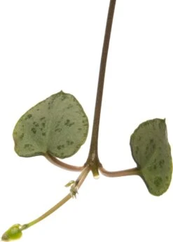 Lantaarnplantje (Ceropegia Woodii) D 8 H 30 Cm -Groene Tuin Winkel 8717191039895 2