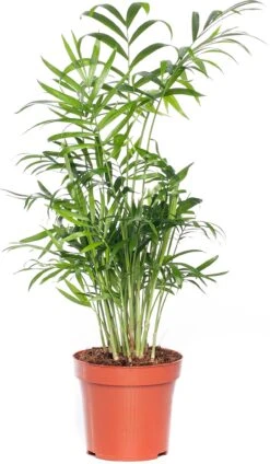 Bergpalm (Chamaedorea Elegans) D 12 H 40 Cm