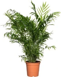 Mexicaanse Bergpalm (Chamaedorea Elegans) D 17 H 60 Cm