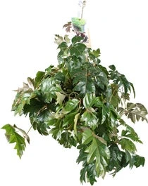 Suikerdruifje In Hangpot (Cissus Rhombifolia) D 17 H 20 Cm