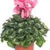 Cyclaam (Grootbloemige Cyclamen) D 13 H 30 Cm 1 Cyclaam (Grootbloemige Cyclamen) D 13 H 30 Cm -Groene Tuin Winkel 8717191044813 3 1