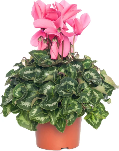 Cyclaam (Grootbloemige Cyclamen) D 13 H 30 Cm