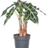 Skeletplant (Alocasia 'Polly') D 17 H 55 Cm 2 Skeletplant (Alocasia 'Polly') D 17 H 55 Cm -Groene Tuin Winkel 8717191046299 2 1