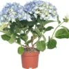 Hortensia (Hydrangea Macrophylla) Blauw D 10 H 20 Cm -Groene Tuin Winkel 8717191059466 1