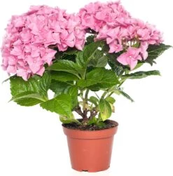 Hortensia (Hydrangea Macrophylla) Roze D 10 H 20 Cm