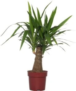 Yucca (Yucca 'Maya Tree') D 19 H 65 Cm