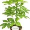 Vingersboom (Schefflera Arboricola 'Nora') D 13 H 45 Cm -Groene Tuin Winkel 8717191064613 1