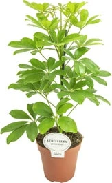 Vingersboom (Schefflera Arboricola 'Nora') D 13 H 45 Cm