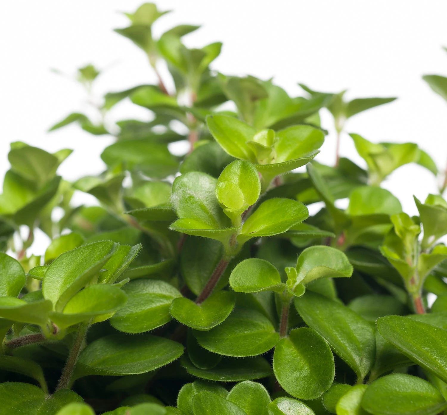 Peperomia (Peperomia Rotundifolia) D 15 H 25 Cm 4 Peperomia (Peperomia Rotundifolia) D 15 H 25 Cm - Afbeelding 2