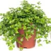 Peperomia (Peperomia Rotundifolia) D 15 H 25 Cm -Groene Tuin Winkel 8717191066129 3 1