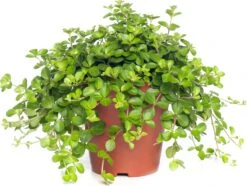 Peperomia (Peperomia Rotundifolia) D 15 H 25 Cm