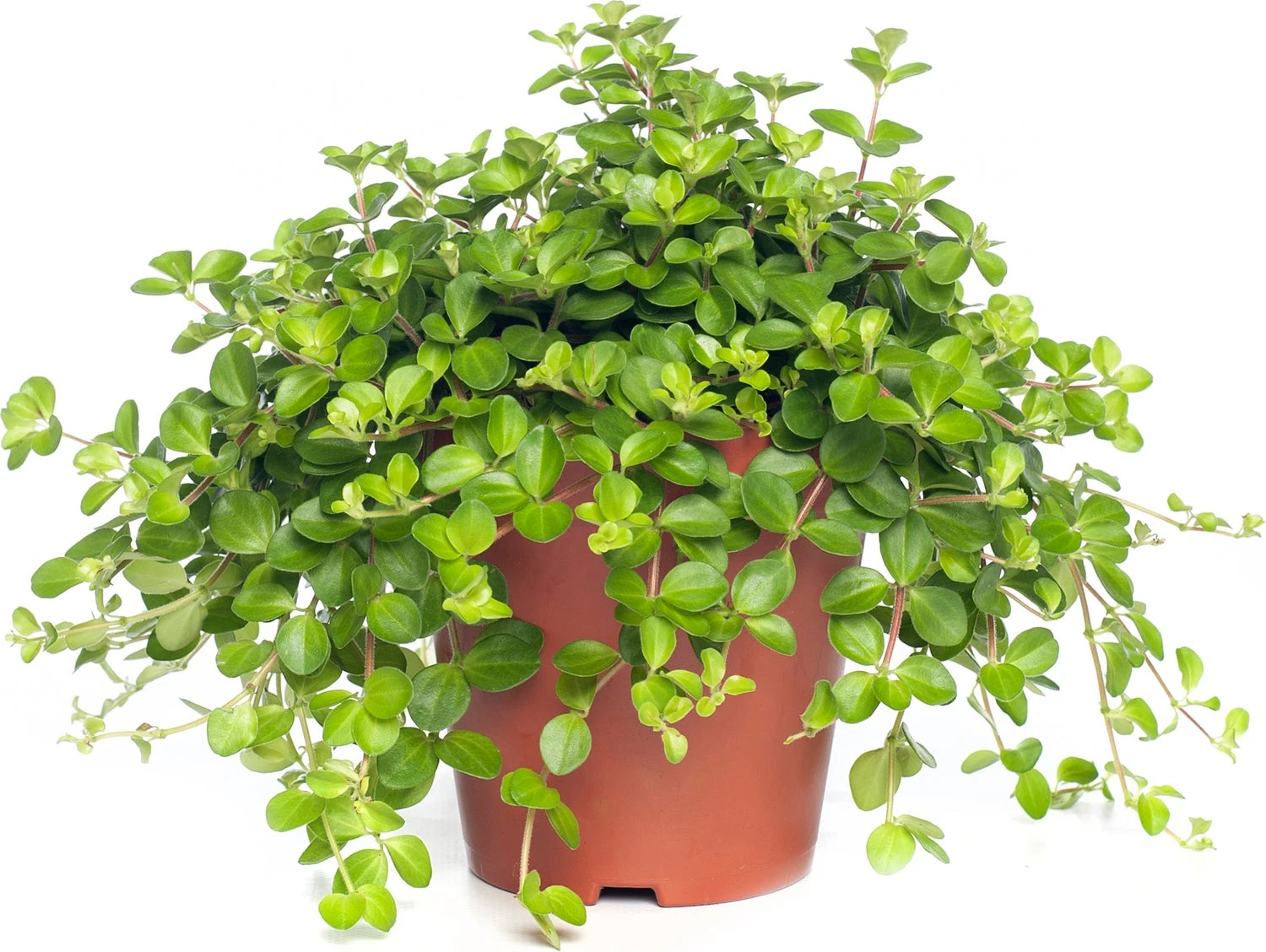 Peperomia (Peperomia Rotundifolia) D 15 H 25 Cm 3 Peperomia (Peperomia Rotundifolia) D 15 H 25 Cm