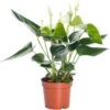 Flamingoplant (Anthurium Andreanum 'White') D 12 H 35 Cm -Groene Tuin Winkel 8717191069991 3 1