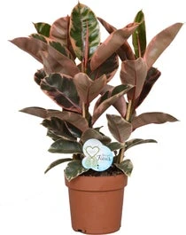 Rubberboom (Ficus Elastica 'Belize') - D 24 Cm