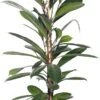 Groene Vijg (Ficus Cyathistipula) D 21 H 100 Cm 1 Groene Vijg (Ficus Cyathistipula) D 21 H 100 Cm -Groene Tuin Winkel 8717191072939 1