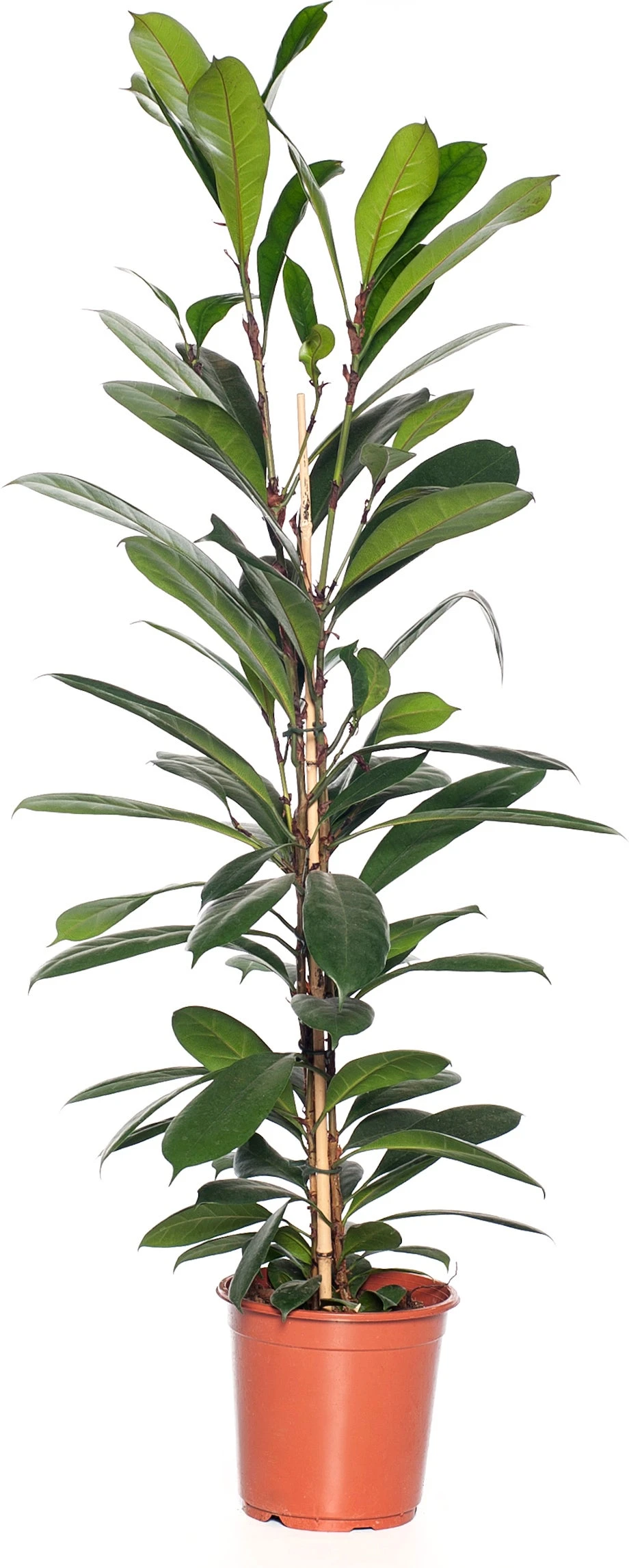 Groene Vijg (Ficus Cyathistipula) D 21 H 100 Cm 3 Groene Vijg (Ficus Cyathistipula) D 21 H 100 Cm