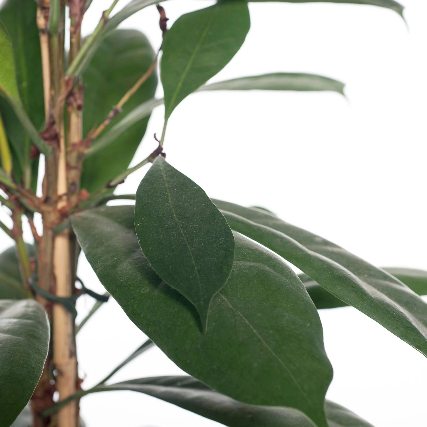 Groene Vijg (Ficus Cyathistipula) D 21 H 100 Cm 4 Groene Vijg (Ficus Cyathistipula) D 21 H 100 Cm - Afbeelding 2