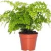 Venushaar (Adiantum Raddianum 'Fragrans') D 14 H 40 Cm -Groene Tuin Winkel 8717191247856 2 1