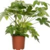 Vingerplant (Fatsia Japonica) D 19 H 70 Cm -Groene Tuin Winkel 8717191260084
