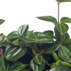 Peperomia (Peperomia Angulata) D 12 H 15 Cm -Groene Tuin Winkel 8717191433020 1