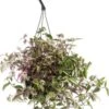 Vaderplant (Tradescantia Fluminensis 'Quadricolor') D 12 H 16 Cm -Groene Tuin Winkel 8717191449458