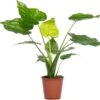 Olifantsoor (Alocasia Cucullata) D 19 H 70 Cm -Groene Tuin Winkel 8717191455633 2 1