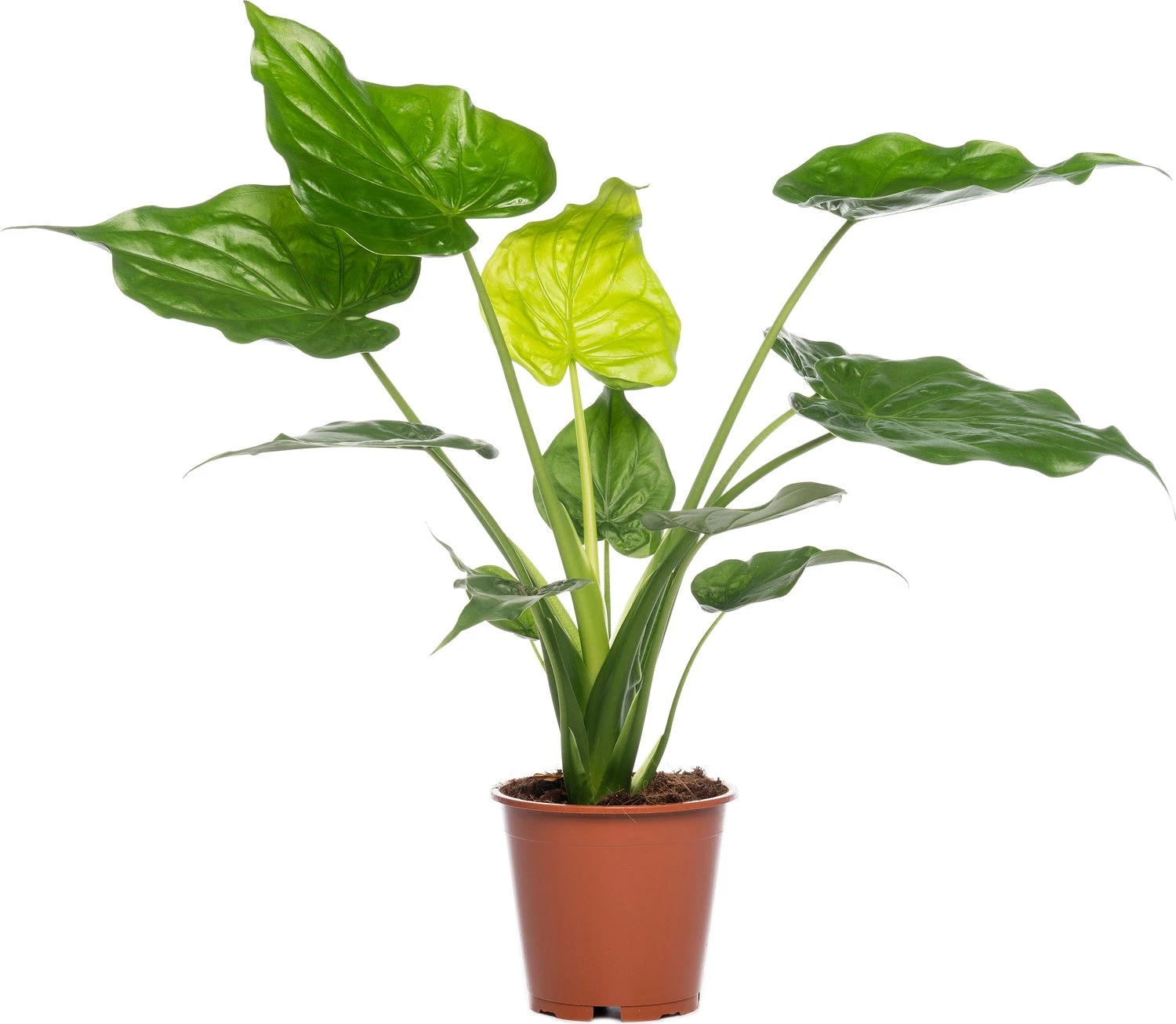 Olifantsoor (Alocasia Cucullata) D 19 H 70 Cm 3 Olifantsoor (Alocasia Cucullata) D 19 H 70 Cm