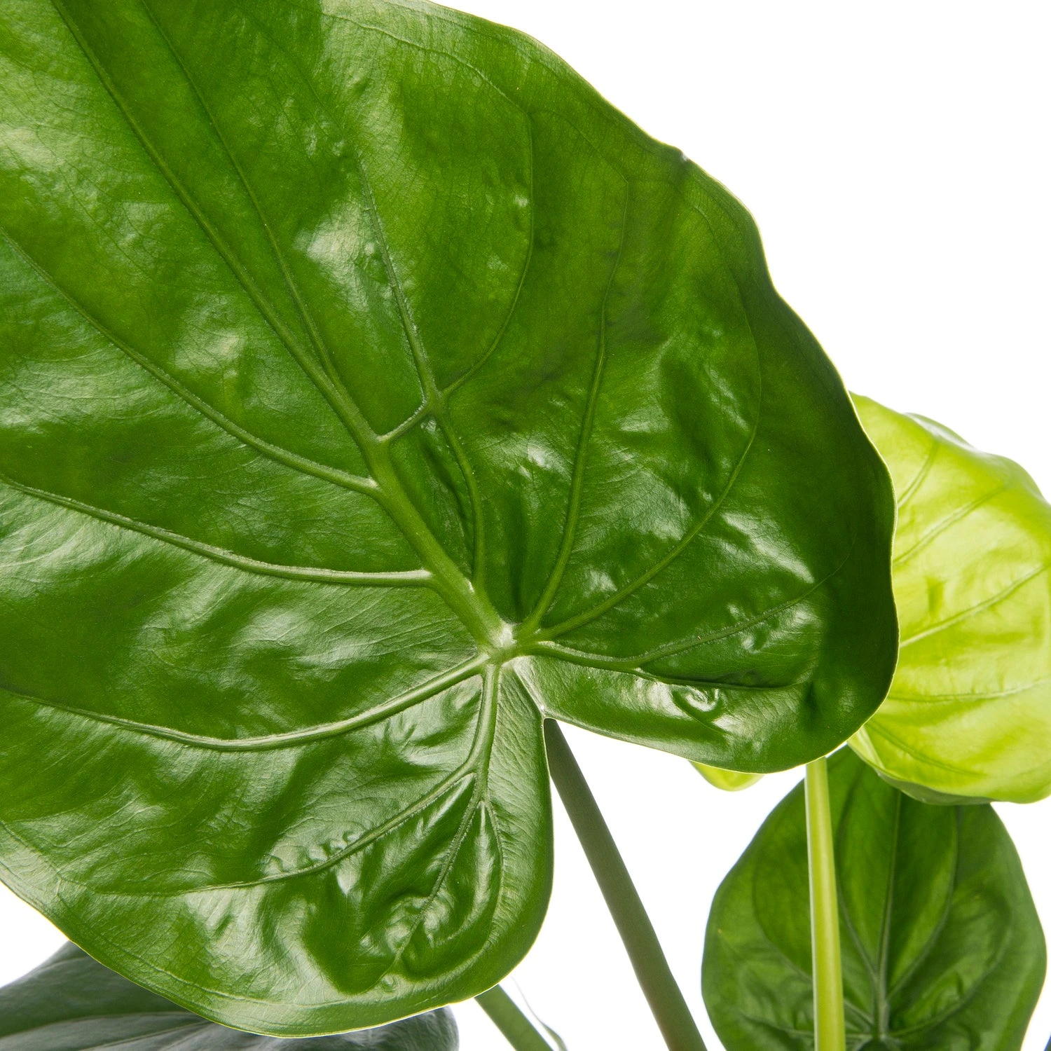 Olifantsoor (Alocasia Cucullata) D 19 H 70 Cm 4 Olifantsoor (Alocasia Cucullata) D 19 H 70 Cm - Afbeelding 2