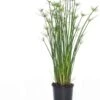 Dwergpapyrus (Cyperus Haspan) D 12 H 50 Cm -Groene Tuin Winkel 8717191464031