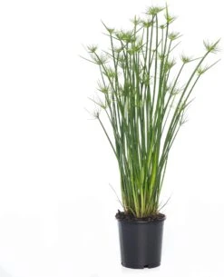Dwergpapyrus (Cyperus Haspan) D 12 H 50 Cm