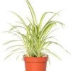 Graslelie (Chlorophytum Comosum) D 12 H 20 Cm 1 Graslelie (Chlorophytum Comosum) D 12 H 20 Cm -Groene Tuin Winkel 8717263021377 1
