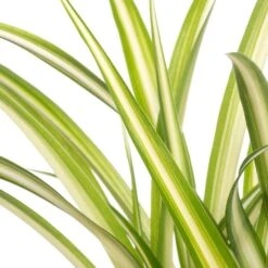 Graslelie (Chlorophytum Comosum) D 12 H 20 Cm -Groene Tuin Winkel 8717263021377 1 2