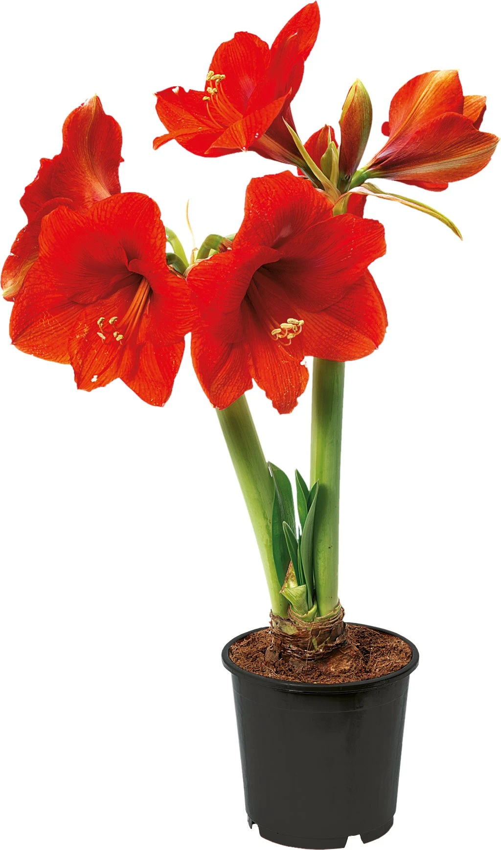 Amaryllis (Hippeastrum 'Royal Red') D 14 H 25 Cm 3 Amaryllis (Hippeastrum 'Royal Red') D 14 H 25 Cm