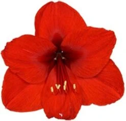 Amaryllis (Hippeastrum 'Royal Red') D 14 H 25 Cm 8 Amaryllis (Hippeastrum 'Royal Red') D 14 H 25 Cm -Groene Tuin Winkel 8717263102403 2