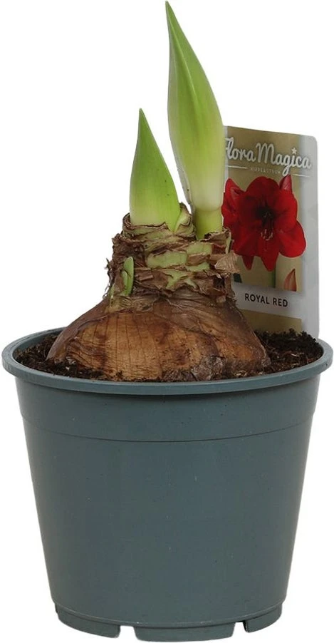 Amaryllis (Hippeastrum 'Royal Red') D 14 H 25 Cm 6 Amaryllis (Hippeastrum 'Royal Red') D 14 H 25 Cm - Afbeelding 4